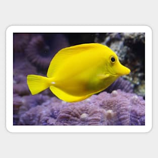 YELLOW REEF FISH IN ALL IT'S GLORY IN THE BLUE OCEAN DESIGN Sticker